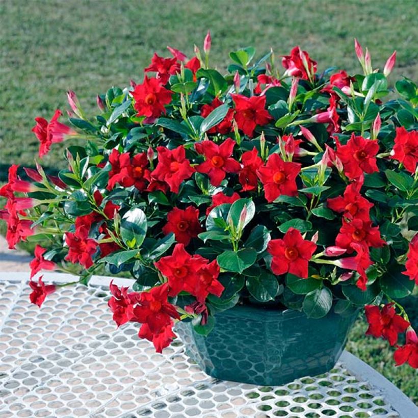Maljaköynnös Diamantina Jade Scarlet (Kasvutapa)