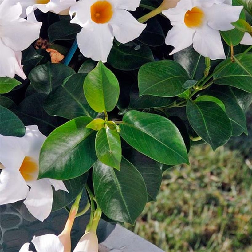 Maljaköynnös DiamantinaJade White (Lehvistö)