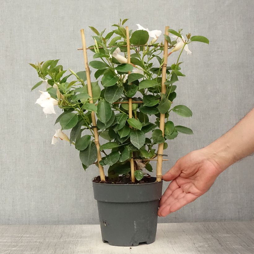 Esimerkki kesällä toimitetusta Maljaköynnös Jade XXL White 1,5 litran / 2 litran kannu-taimesta
