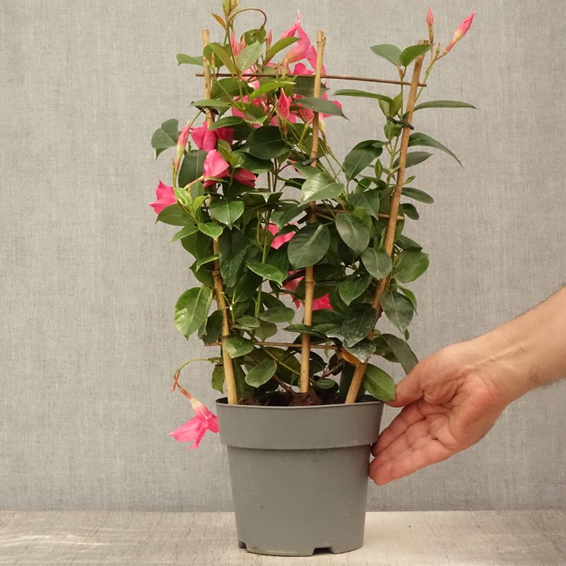 Esimerkki kesällä toimitetusta Maljaköynnös Diamantina Opale Fuchsia Flammé Pot de 2L/3L-taimesta