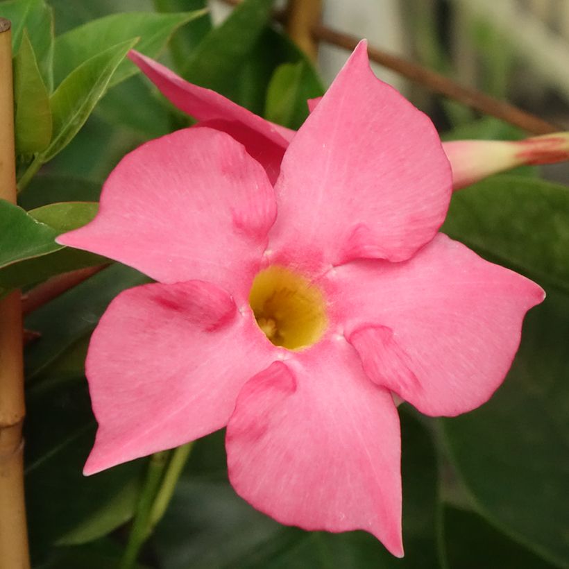 Maljaköynnös Fuchsia intense (Kukinta)
