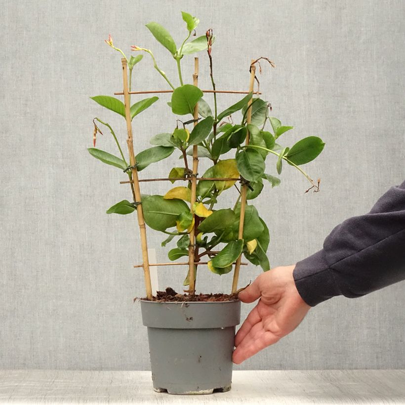 Esimerkki kesällä toimitetusta Maljaköynnös Fuchsia intense 1,5 litran / 2 litran kannu-taimesta