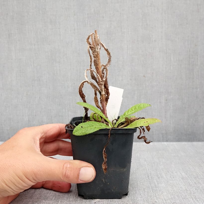 Esimerkki syksyllä toimitetusta Laidunkarstaohdake - Dipsacus fullonum 8/9 cm taimiruukku-taimesta