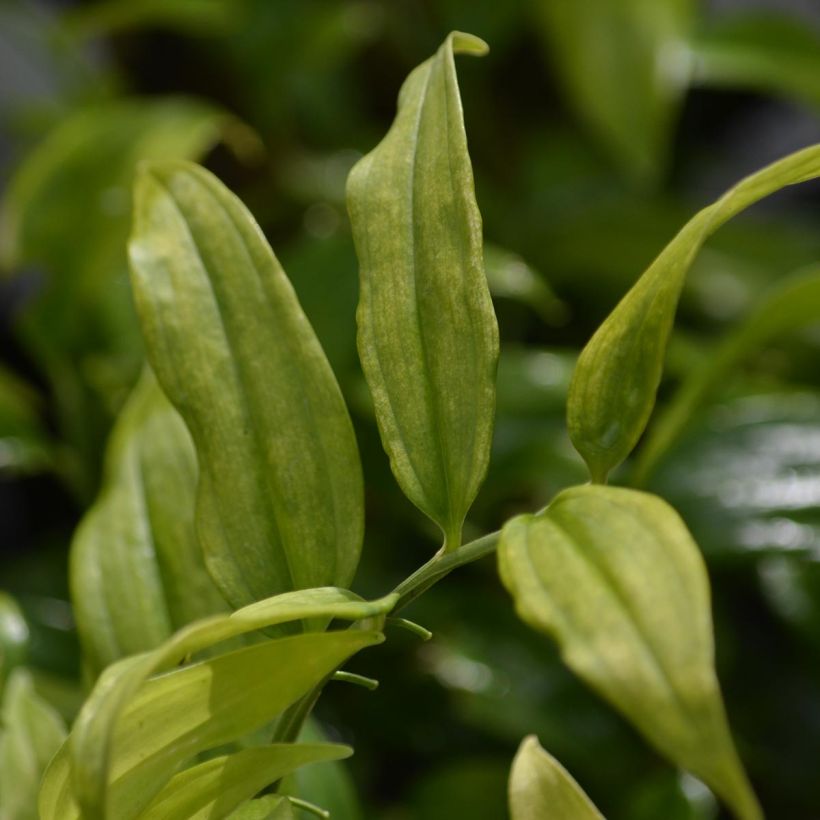 Disporopsis pernyi (Lehvistö)