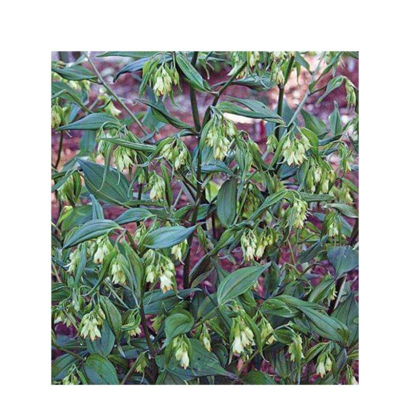 Disporum cantoniense Green Giant (Kukinta)