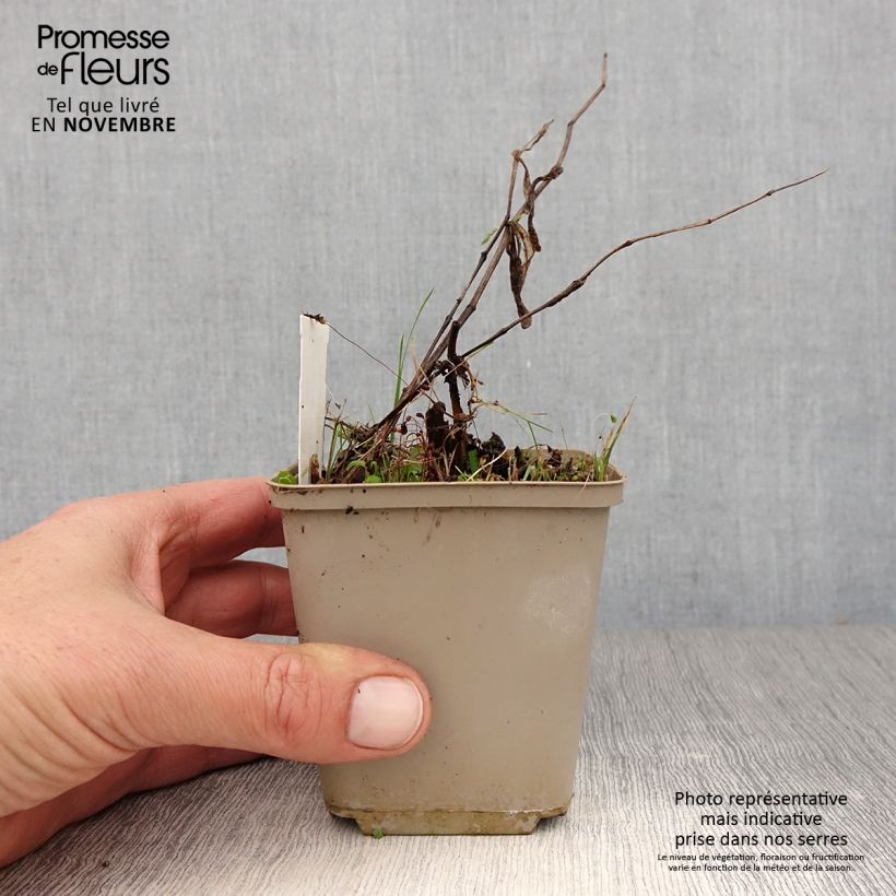 Esimerkki syksyllä toimitetusta Disporum cantoniense Green Giant 10 cm/11 cm ruukku-taimesta