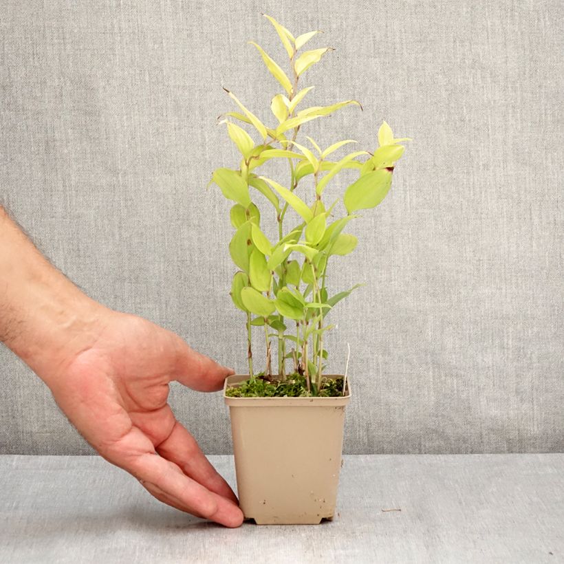 Esimerkki kesällä toimitetusta Disporum cantoniense Green Giant Pot de 10 cm/11cm-taimesta
