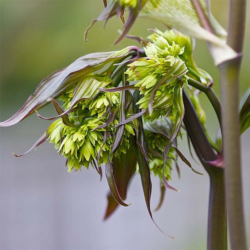 Disporum cantoniense Night Heron (Kukinta)