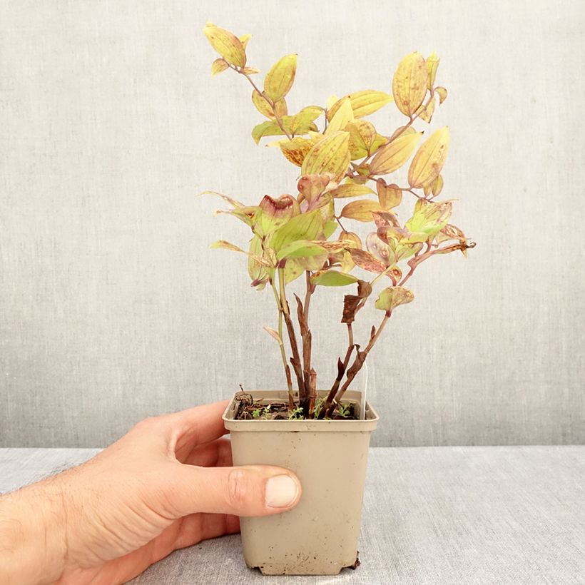 Esimerkki syksyllä toimitetusta Disporum megalanthum 8/9 cm taimiruukku-taimesta