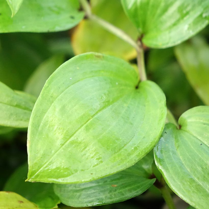 Disporum megalanthum (Lehvistö)