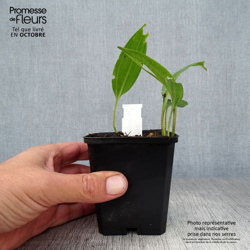Esimerkki syksyllä toimitetusta Disporum sessile 8/9 cm taimiruukku-taimesta