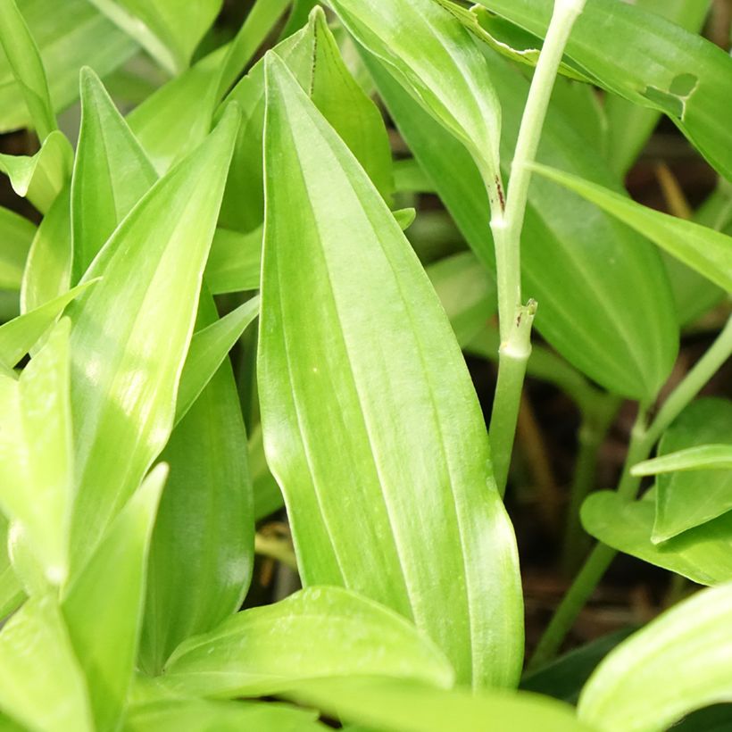 Disporum sessile (Lehvistö)