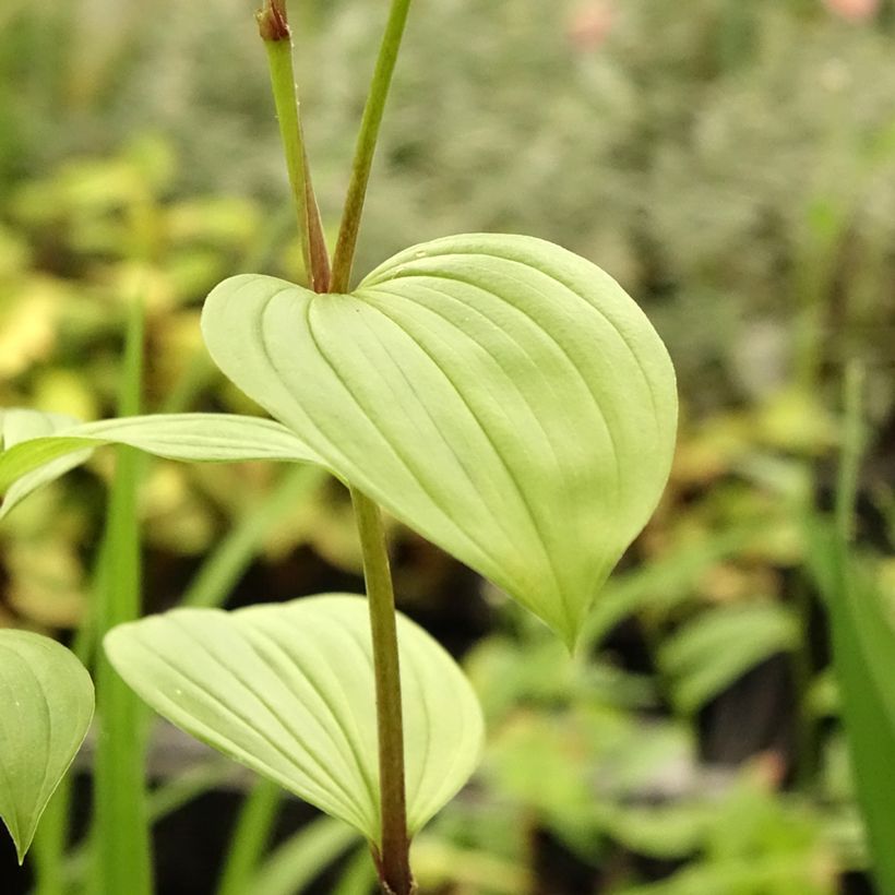 Disporum uniflorum (Lehvistö)