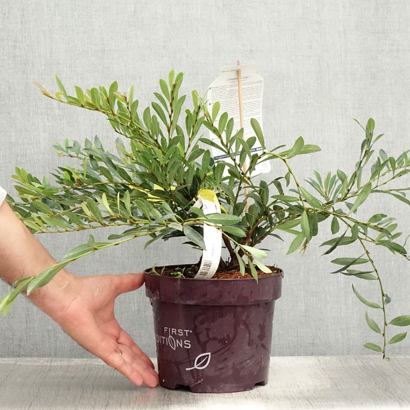 Esimerkki kesällä toimitetusta Distylium Cinnamon Girl Pot de 3L/4L-taimesta