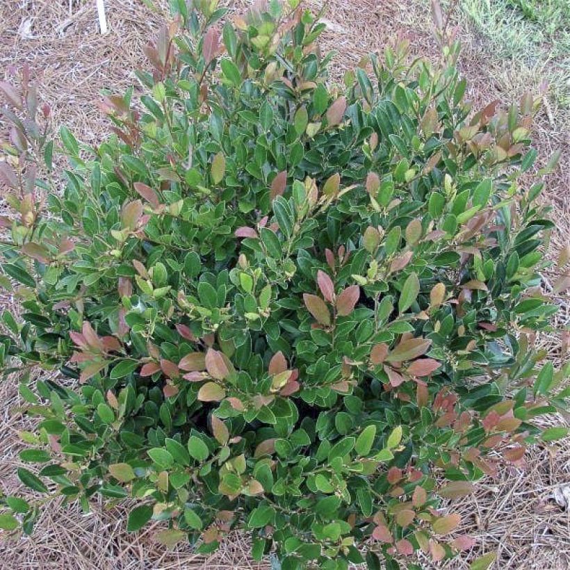 Distylium Coppertone (Kasvutapa)