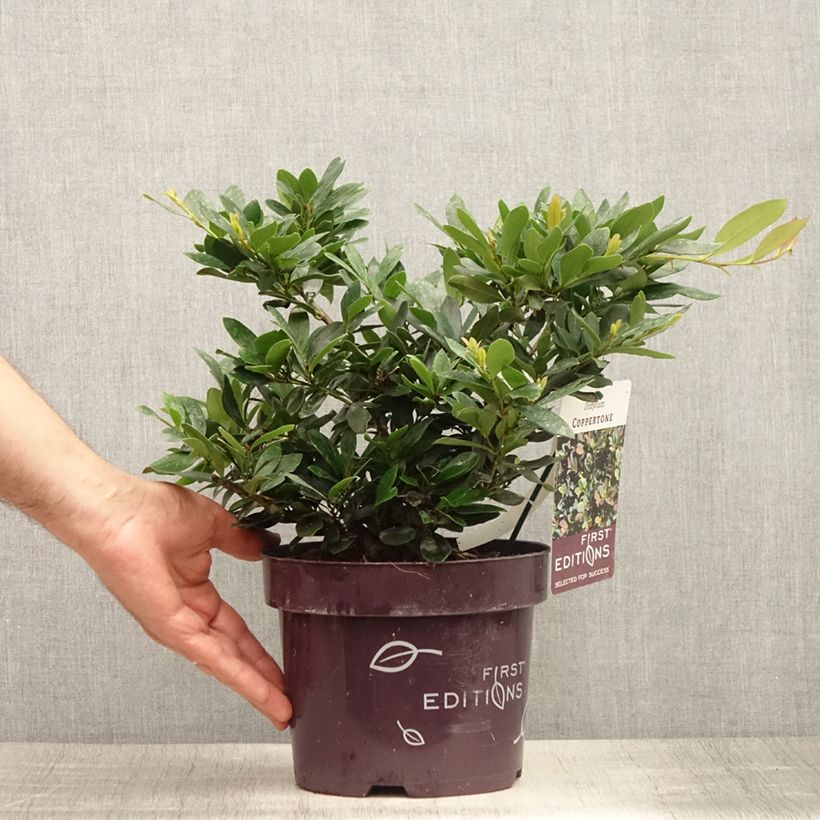 Esimerkki kesällä toimitetusta Distylium Coppertone Pot de 2L/3L-taimesta