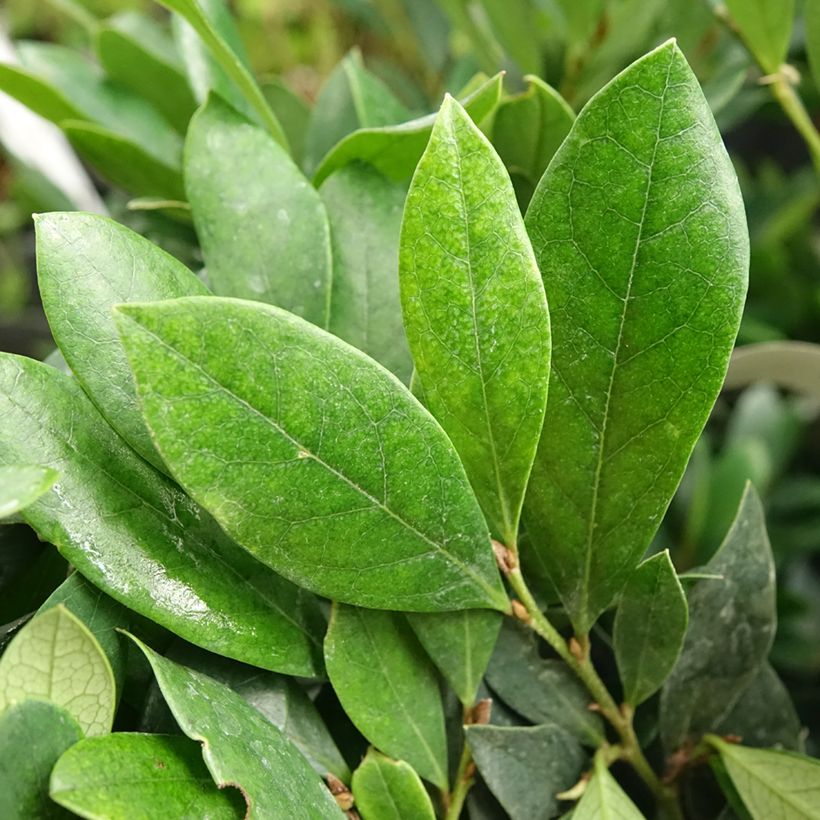 Distylium Coppertone (Lehvistö)