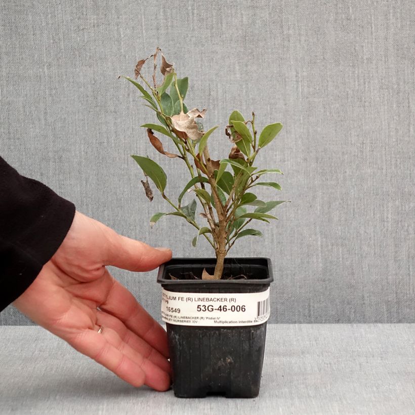 Esimerkki talvella toimitetusta Distylium Linebacker  Godet de 8/9 cm-taimesta