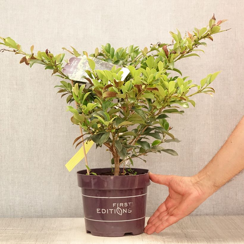 Esimerkki kesällä toimitetusta Distylium Linebacker Pot de 3L/4L-taimesta