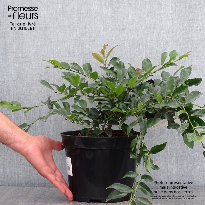 Esimerkki kesällä toimitetusta Distylium Vintage Jade Pot de 2L/3L-taimesta