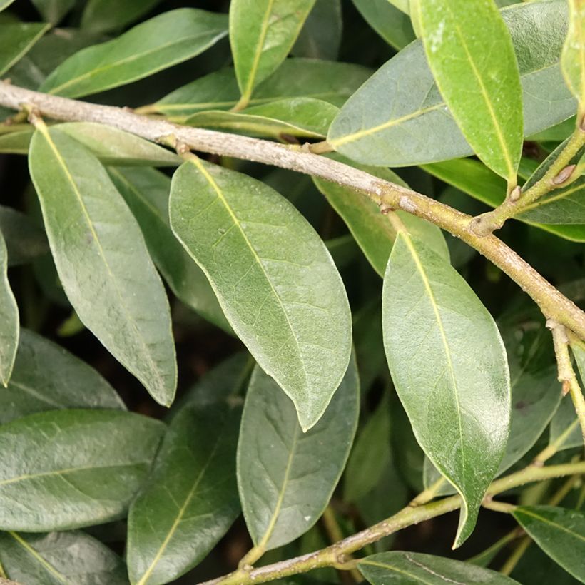 Distylium Vintage Jade (Lehvistö)