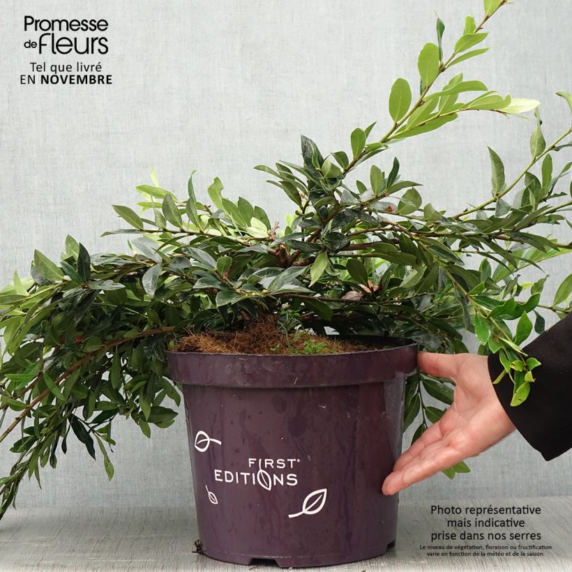 Esimerkki syksyllä toimitetusta Distylium Vintage Jade 7,5 litran / 10 litran ruukku-taimesta