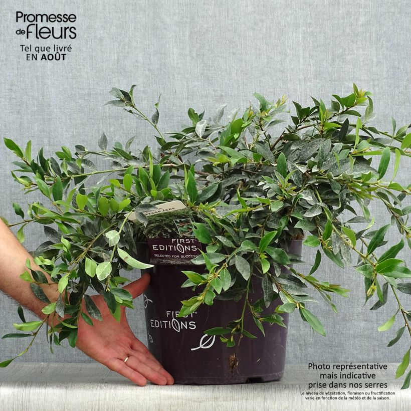 Esimerkki kesällä toimitetusta Distylium Vintage Jade Pot de 7,5L/10L-taimesta
