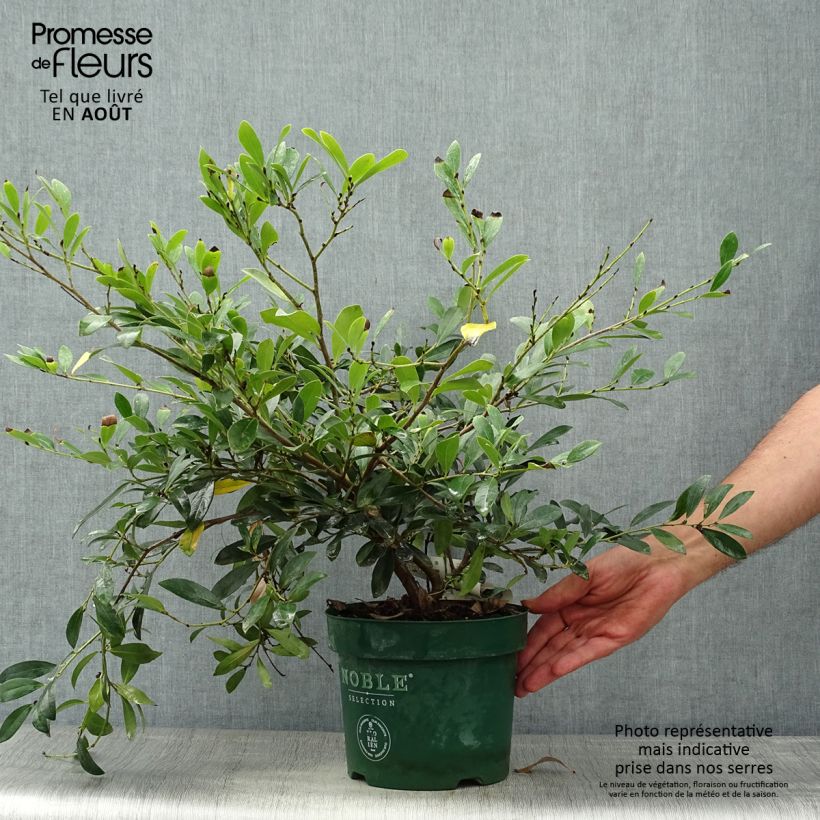 Esimerkki kesällä toimitetusta Distylium Blue Cascade Pot de 3L/4L-taimesta