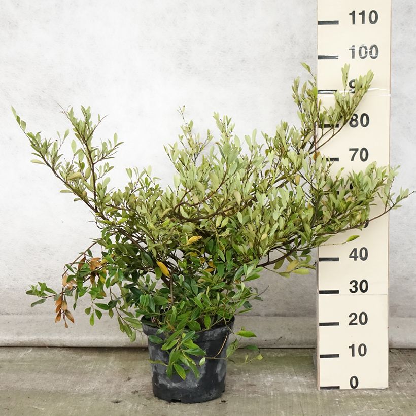 Esimerkki kesällä toimitetusta Distylium Blue Cascade Pot de 7,5L/10L-taimesta