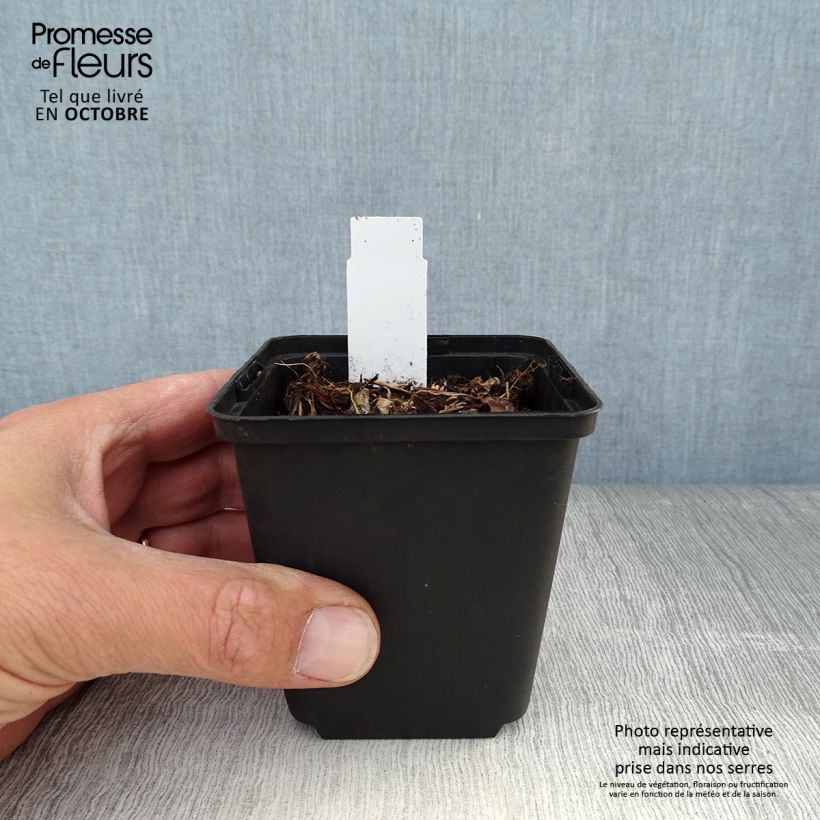 Esimerkki syksyllä toimitetusta Isojumaltenkukka Rotlicht 8/9 cm taimiruukku-taimesta