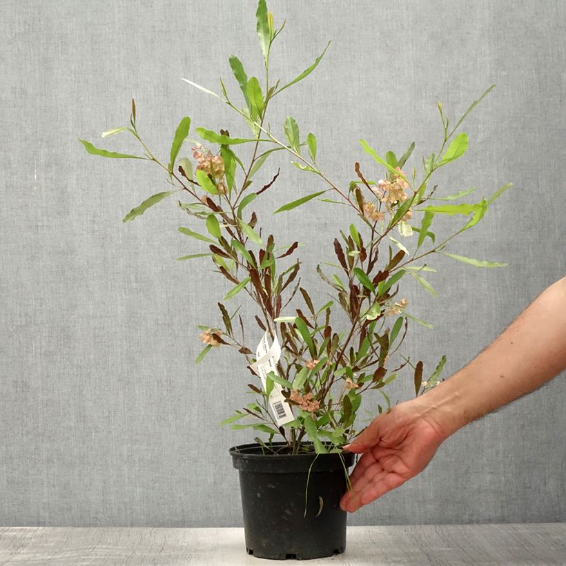 Esimerkki kesällä toimitetusta Humala-akea Purpurea Ruukku 3L / 4L-taimesta