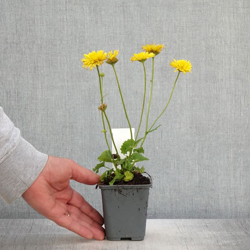 Esimerkki keväällä toimitetusta Kevätvuohenjuuri Finesse Godet de 8/9 cm-taimesta