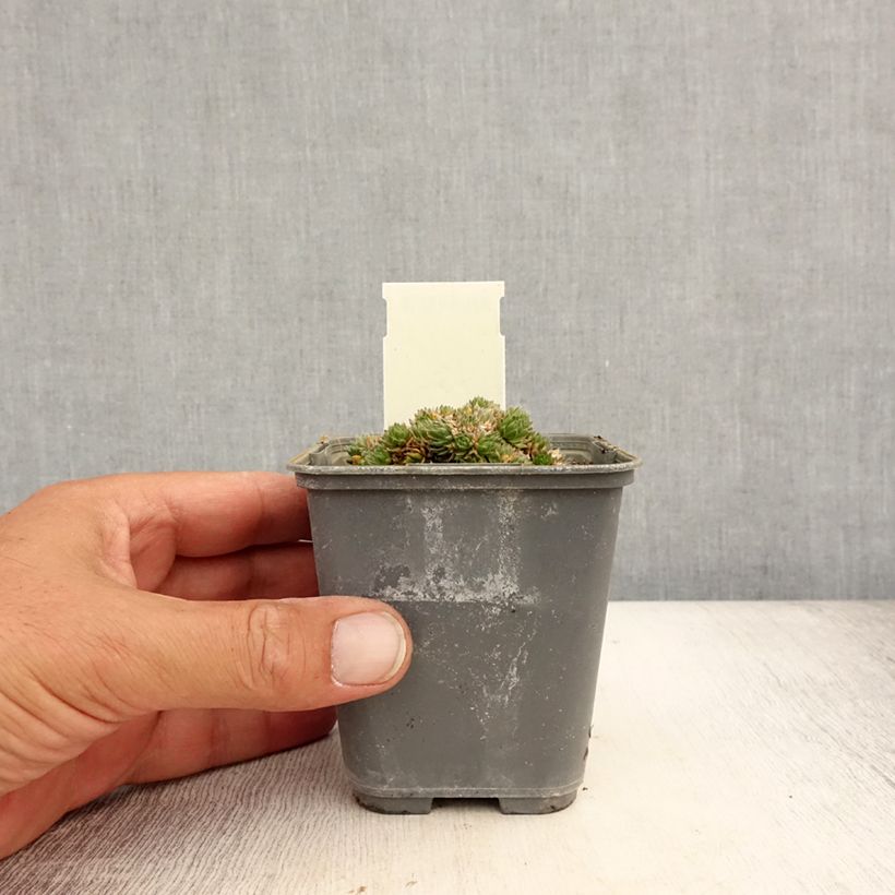 Esimerkki kesällä toimitetusta Neulakynsimö - Draba aizoides Taimiruukku 7/8 cm-taimesta
