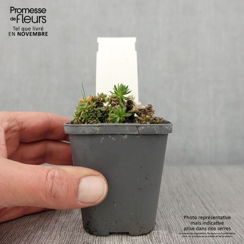 Esimerkki syksyllä toimitetusta Kynsimö - Draba sakurai 8/9 cm taimiruukku-taimesta