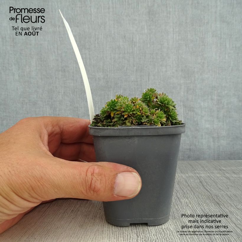Esimerkki kesällä toimitetusta Kynsimö - Draba sakurai Taimiruukku 8/9 cm-taimesta