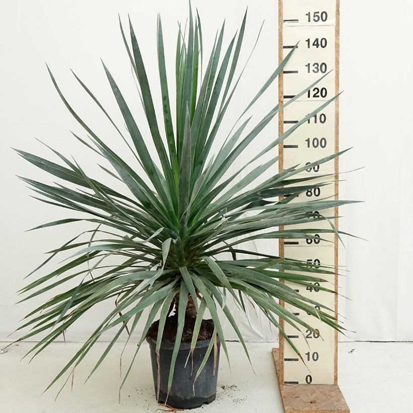 Esimerkki syksyllä toimitetusta Kanariantraakkipuu - Dracaena draco 18 litran/20 litran ruukku-taimesta