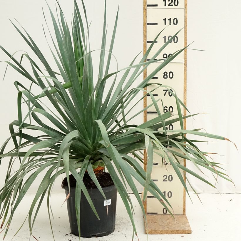 Esimerkki kesällä toimitetusta Kanariantraakkipuu - Dracaena draco Pot de 18L/20L-taimesta