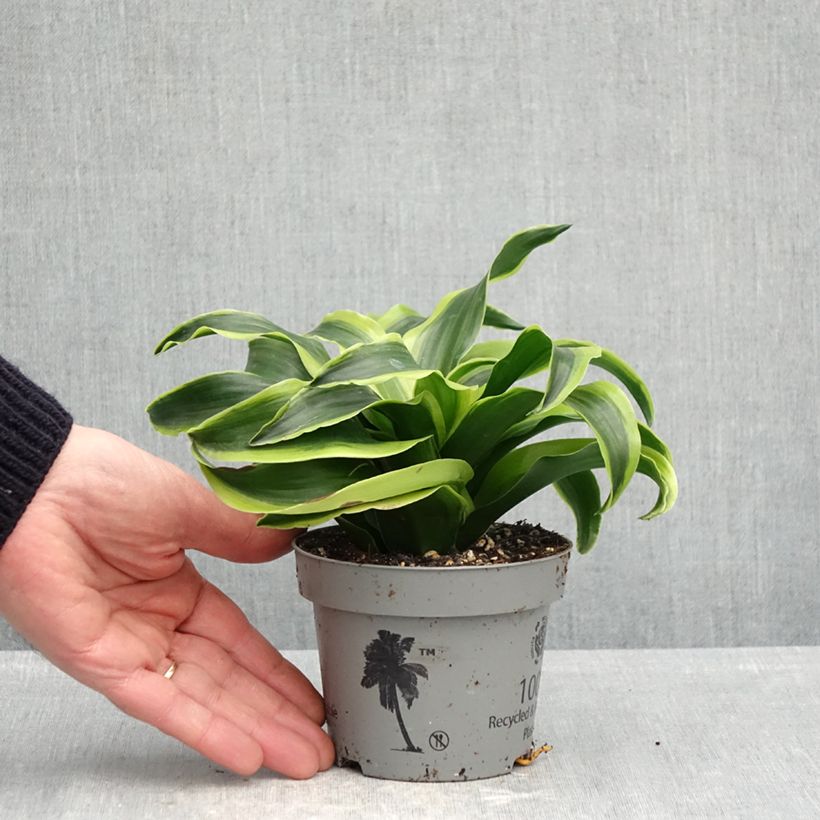 Esimerkki keväällä toimitetusta Tuoksutraakkipuu Dragontree Tornado 12 cm / 13 cm ruukku-taimesta
