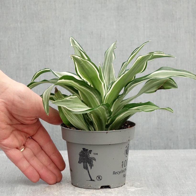 Esimerkki keväällä toimitetusta Tuoksutraakkipuu Kanzi 12 cm / 13 cm ruukku-taimesta