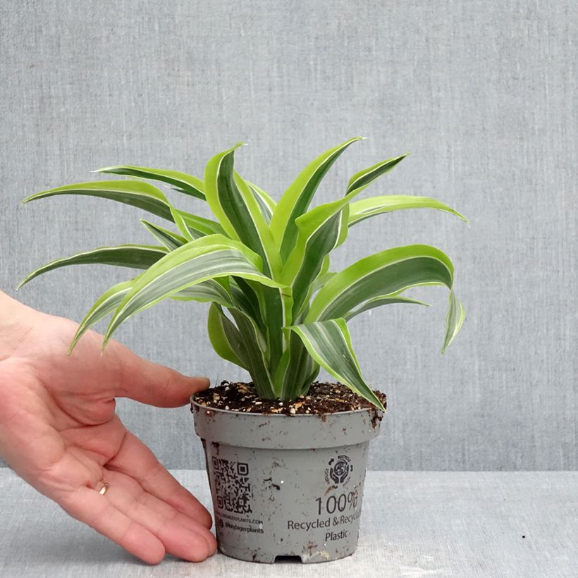 Esimerkki keväällä toimitetusta Tuoksutraakkipuu Lemon Surprise 12 cm / 13 cm ruukku-taimesta