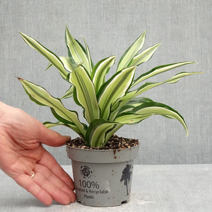 Esimerkki keväällä toimitetusta Tuoksutraakkipuu Malaika 12 cm / 13 cm ruukku-taimesta