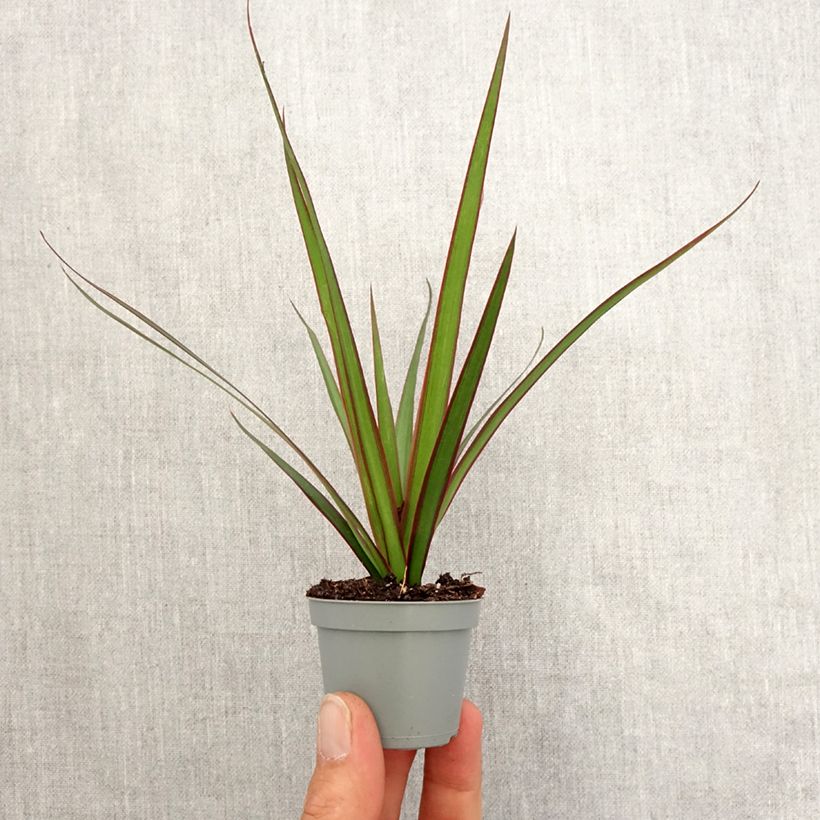 Esimerkki keväällä toimitetusta Sirotraakkipuu - Dracaena reflexa var. angustifolia Minikasvi-taimesta