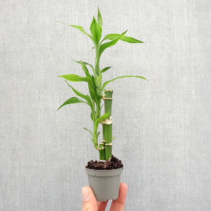 Esimerkki keväällä toimitetusta Ruokotraakkipuu - Dracaena sanderiana Minikasvi-taimesta