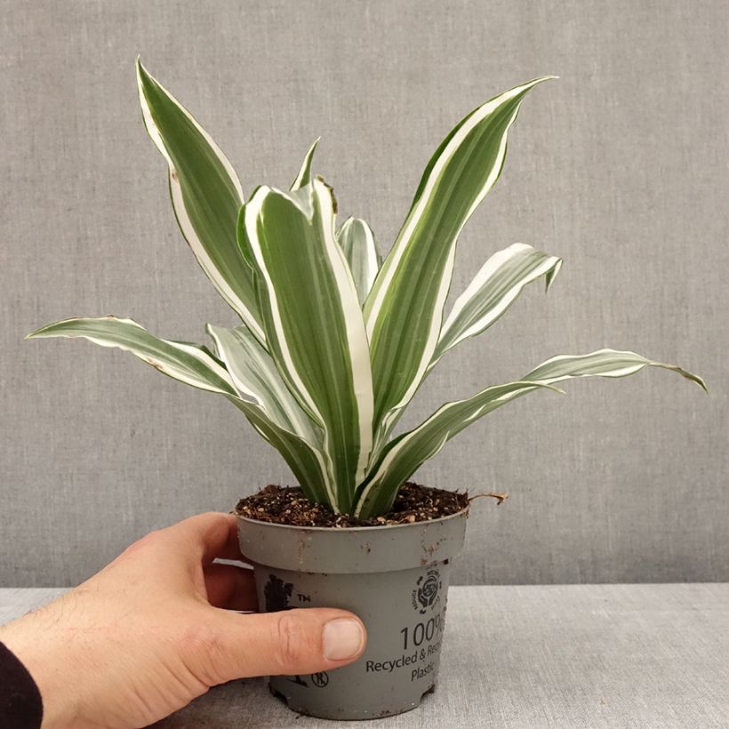 Esimerkki keväällä toimitetusta Tuoksutraakkipuu White Jewel 12 cm / 13 cm ruukku-taimesta
