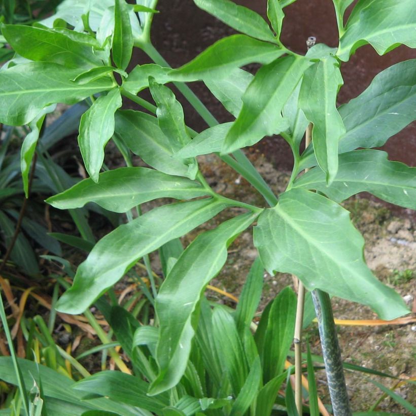 Kreikanlohikäärmevehka - Dracunculus vulgaris (Lehvistö)