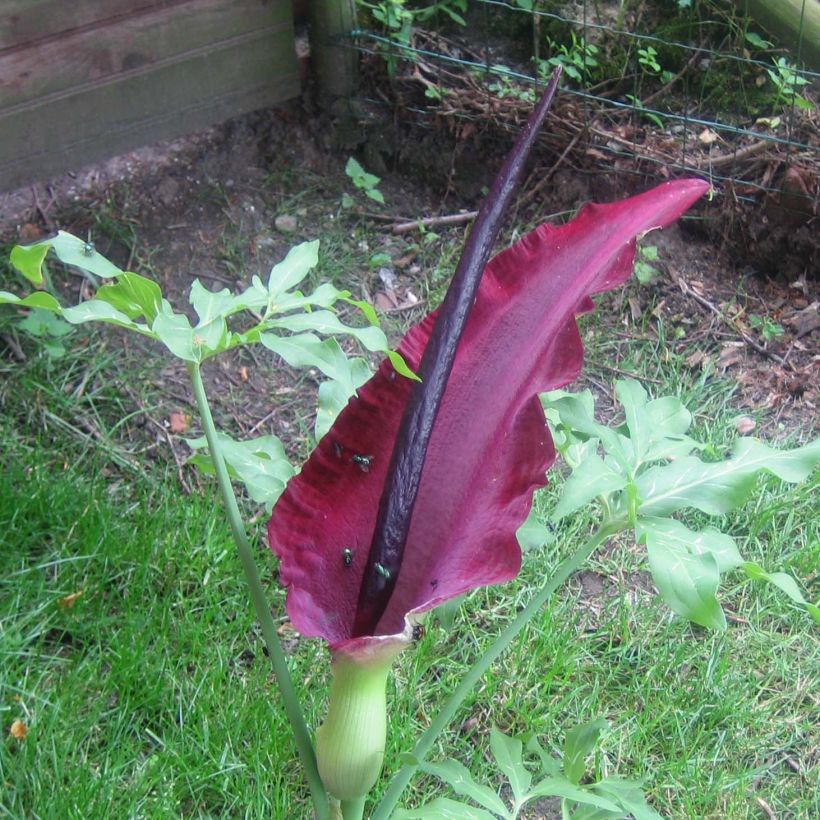 Kreikanlohikäärmevehka - Dracunculus vulgaris (Kukinta)