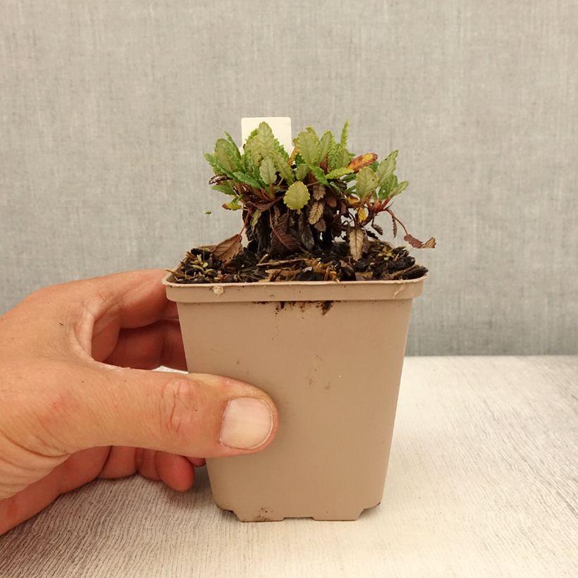 Esimerkki kesällä toimitetusta Keltalapinvuokko - Dryas x suendermannii Taimiruukku 8/9 cm-taimesta