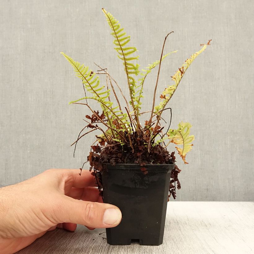 Esimerkki syksyllä toimitetusta Norjanalvejuuri Cristata 8/9 cm taimiruukku-taimesta