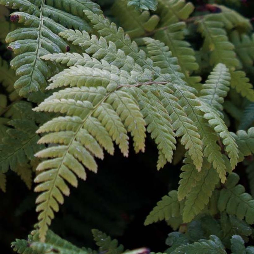 Norjanalvejuuri - Dryopteris affinis (Lehvistö)
