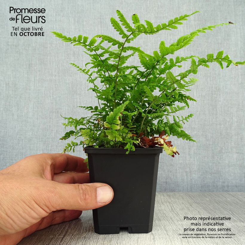 Esimerkki syksyllä toimitetusta Norjanalvejuuri - Dryopteris affinis 8/9 cm taimiruukku-taimesta